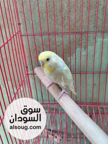 ذكر بادجي - صورة رقم 3