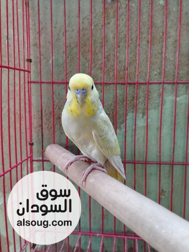 ذكر بادجي - صورة رقم 2