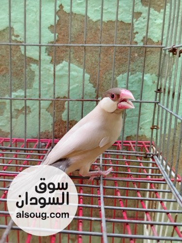 ذكر جاوا ڨون....... - صورة رقم 2