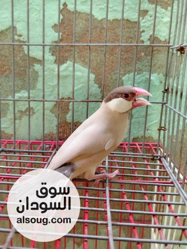 ذكر جاوا ڨون.......