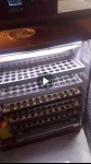 فقاسة بيض فل أوتوماتيك