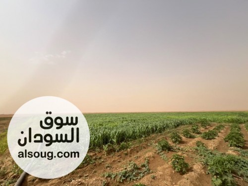 دينا بشير للتسويق --`مشروع زراعي للبيع بغرض السفر` --✅ *الموقع شرق الن - صورة رقم 2
