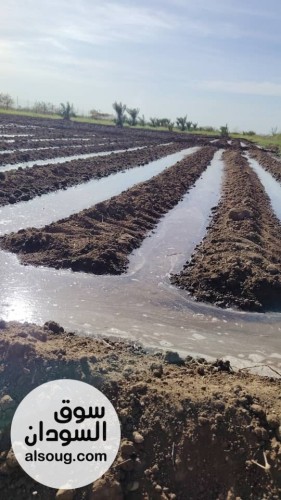 للبيع مزرعه في شرق النيل جوار شرق مقابر البنداري المساحه 2فدان ونص مجد - صورة رقم 14
