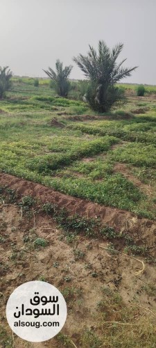 للبيع مزرعه في شرق النيل جوار شرق مقابر البنداري المساحه 2فدان ونص مجد