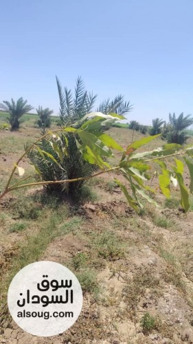 للبيع مزرعه في شرق النيل جوار شرق مقابر البنداري المساحه 2فدان ونص مجد - صورة رقم 8