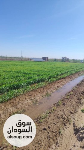 للبيع مزرعه في شرق النيل جوار شرق مقابر البنداري المساحه 2فدان ونص مجد - صورة رقم 3