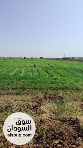 للبيع مزرعه في شرق النيل جوار شرق مقابر البنداري المساحه 2فدان ونص مجد - صورة رقم 5