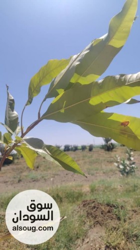 للبيع مزرعه في شرق النيل جوار شرق مقابر البنداري المساحه 2فدان ونص مجد - صورة رقم 4
