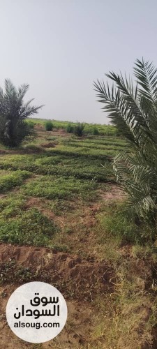 للبيع مزرعه في شرق النيل جوار شرق مقابر البنداري المساحه 2فدان ونص مجد - صورة رقم 2