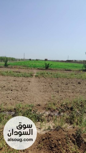 للبيع مزرعه في شرق النيل جوار شرق مقابر البنداري المساحه 2فدان ونص مجد - صورة رقم 12