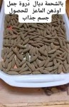 قويلبات صحراوية مغربية