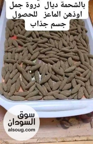 قويلبات صحراوية مغربية