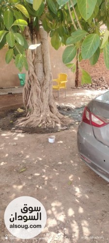 نيسان صيني 2015 - صورة رقم 7