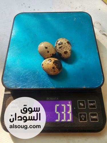 بيض سمان الطبق 30 بيضة