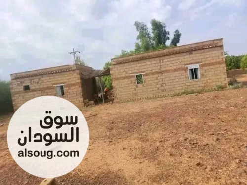 مزرعة مثمرة غرب امدرمان الكيلو 4 غرب معسكر ابراهيم شمس الدين للصف والج - صورة رقم 5