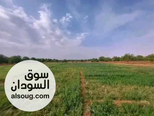 مزرعة مثمرة غرب امدرمان الكيلو 4 غرب معسكر ابراهيم شمس الدين للصف والج - صورة رقم 4