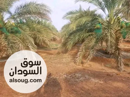 مزرعة مثمرة غرب امدرمان الكيلو 4 غرب معسكر ابراهيم شمس الدين للصف والج - صورة رقم 3