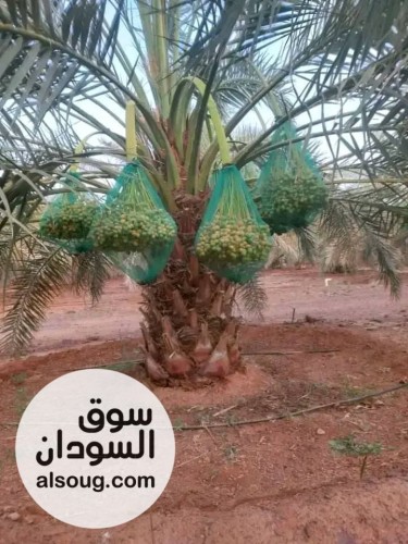 مزرعة مثمرة غرب امدرمان الكيلو 4 غرب معسكر ابراهيم شمس الدين للصف والج