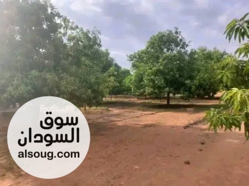 مزرعة مثمرة غرب امدرمان الكيلو 4 غرب معسكر ابراهيم شمس الدين للصف والج - صورة رقم 2
