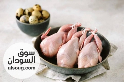 محلات الدكتور محمد عباس ود الحداد لمستلزمات الدواجن والطيور - صورة رقم 5