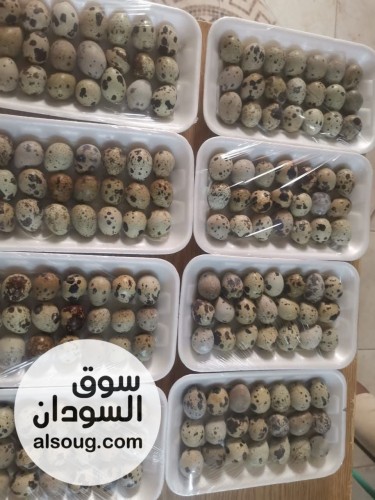 محلات الدكتور محمد عباس ود الحداد لمستلزمات الدواجن والطيور - صورة رقم 8