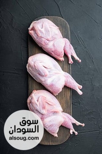 محلات الدكتور محمد عباس ود الحداد لمستلزمات الدواجن والطيور - صورة رقم 6