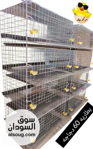 محلات الدكتور محمد عباس ود الحداد لمستلزمات الدواجن والطيور - صورة رقم 13
