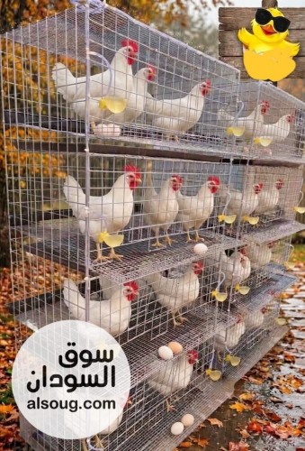 محلات الدكتور محمد عباس ود الحداد لمستلزمات الدواجن والطيور - صورة رقم 12