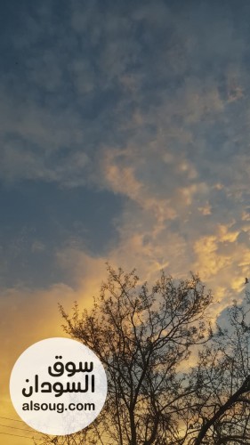 خلفية هاتف رقمية: غروب ذهبي وظلال شجرة - صورة رقم 1