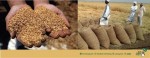 اسعار السمسم والاعلاف
