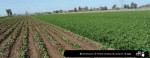 اسعار الأراضي الزراعية في الخرطوم