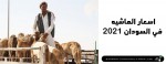 أسعار الماشية في السودان 2021