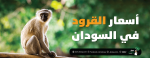 أسعار القرود في السودان